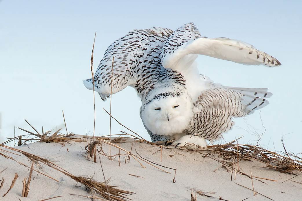 Snowy Owl: Ray Yeager