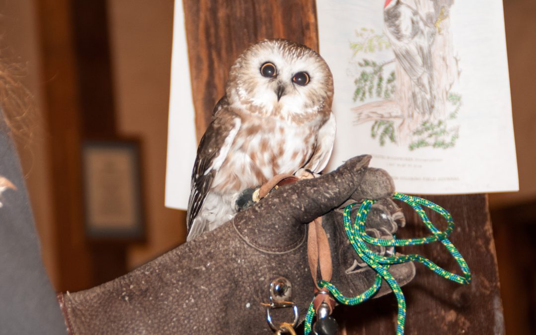 Owl Prowl & Night Hike – SOLD OUT