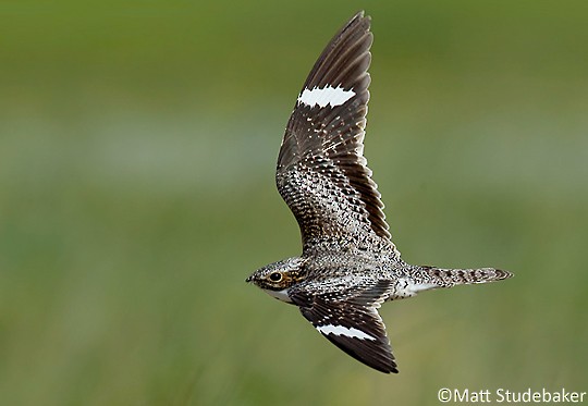 Nighthawk Watch