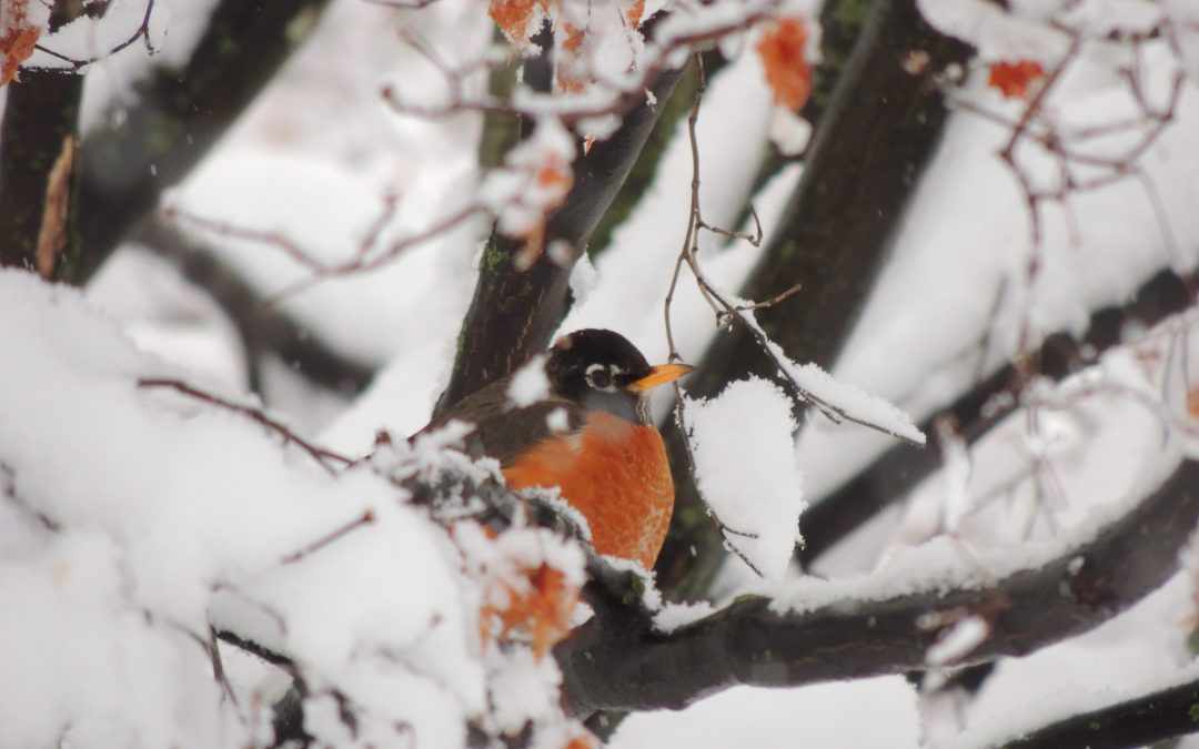 Great Backyard Bird Count & Winter Hike