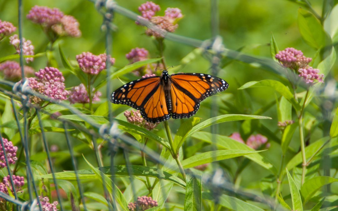 Beautiful Butterflies: North American Butterfly Count