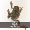 Adopt an Animal - Image 2