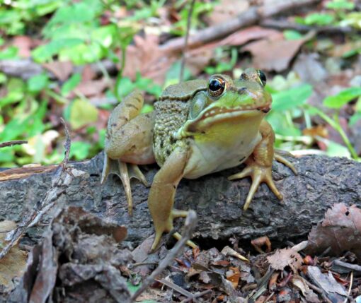 Frog on a Log