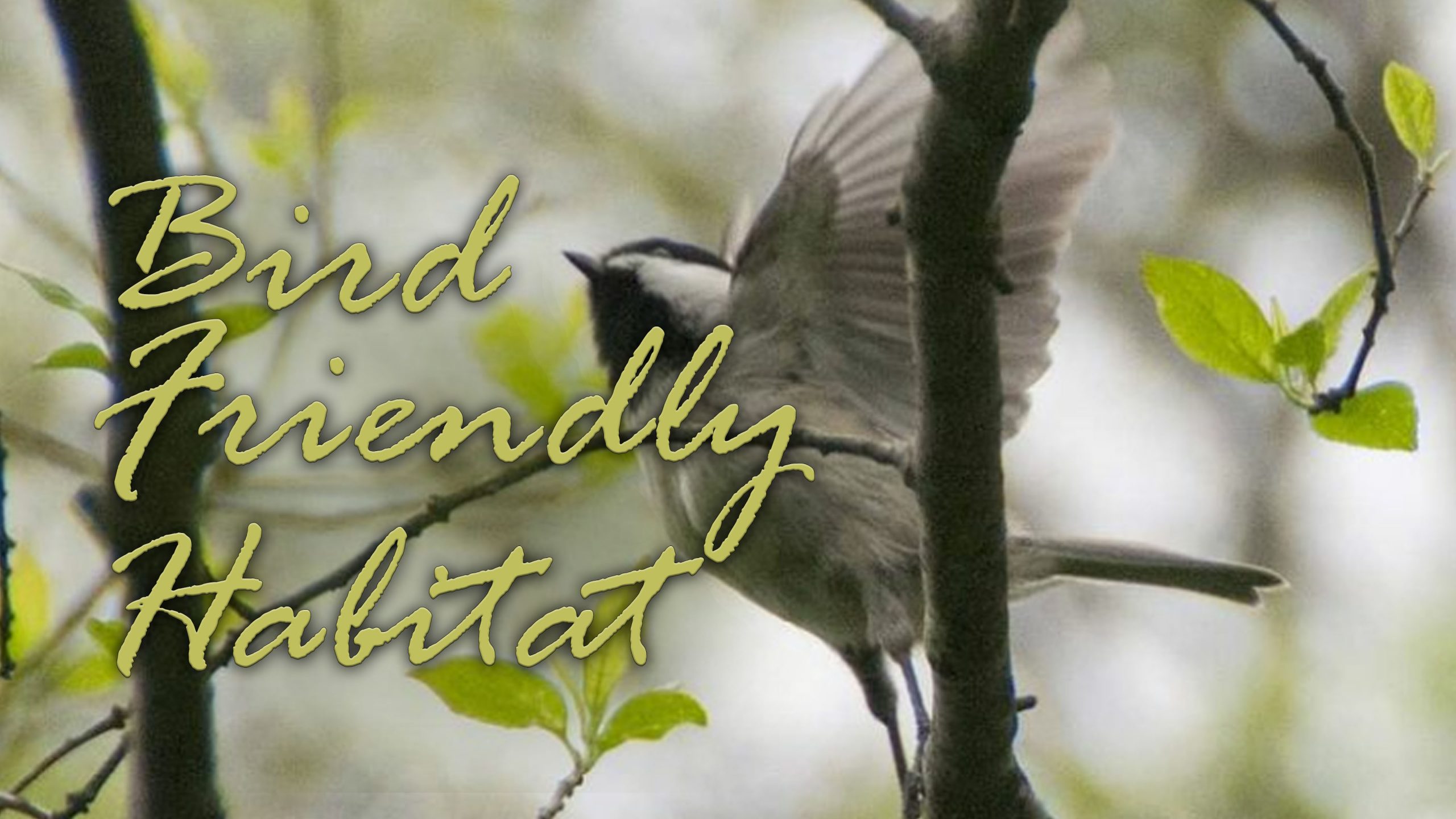 bird friendly habitat banner
