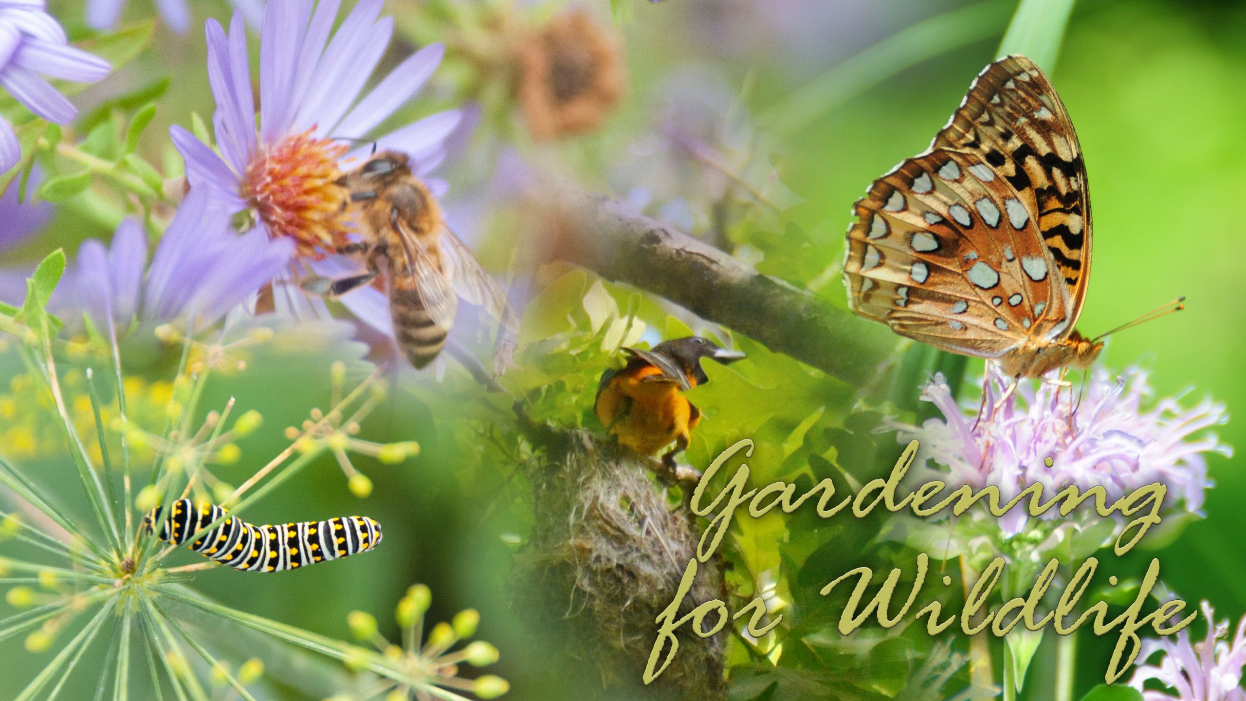 gardening for wildlife banner