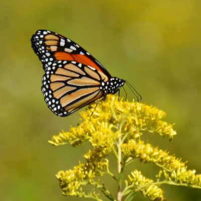 Monarch Butterfly on Milkweed