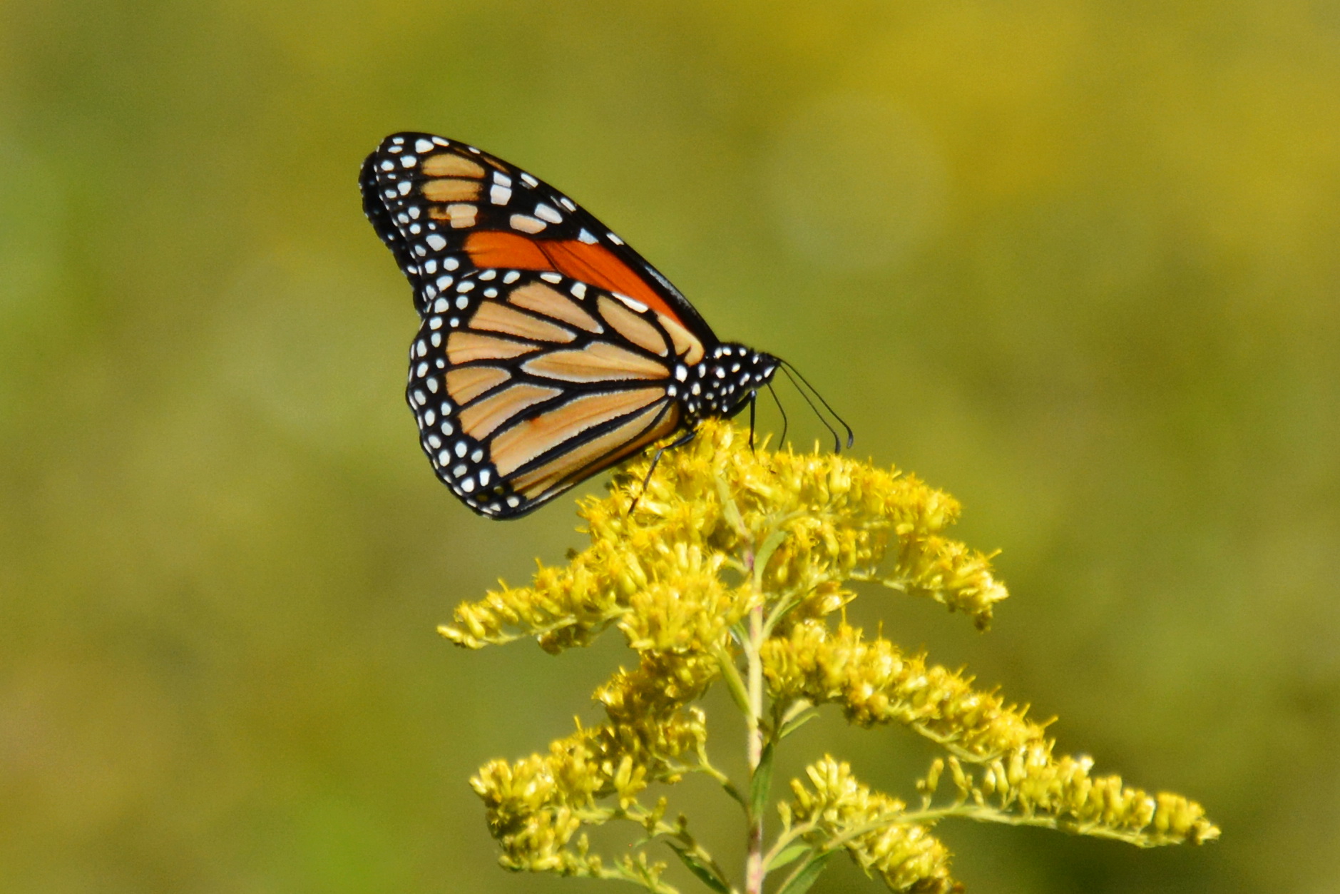 Monarch Butterfly on Milkweed