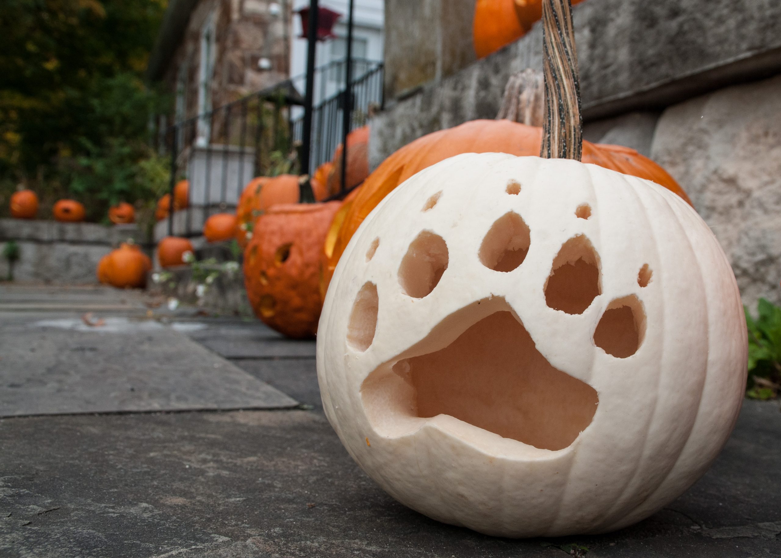 Row of carved pumpkins