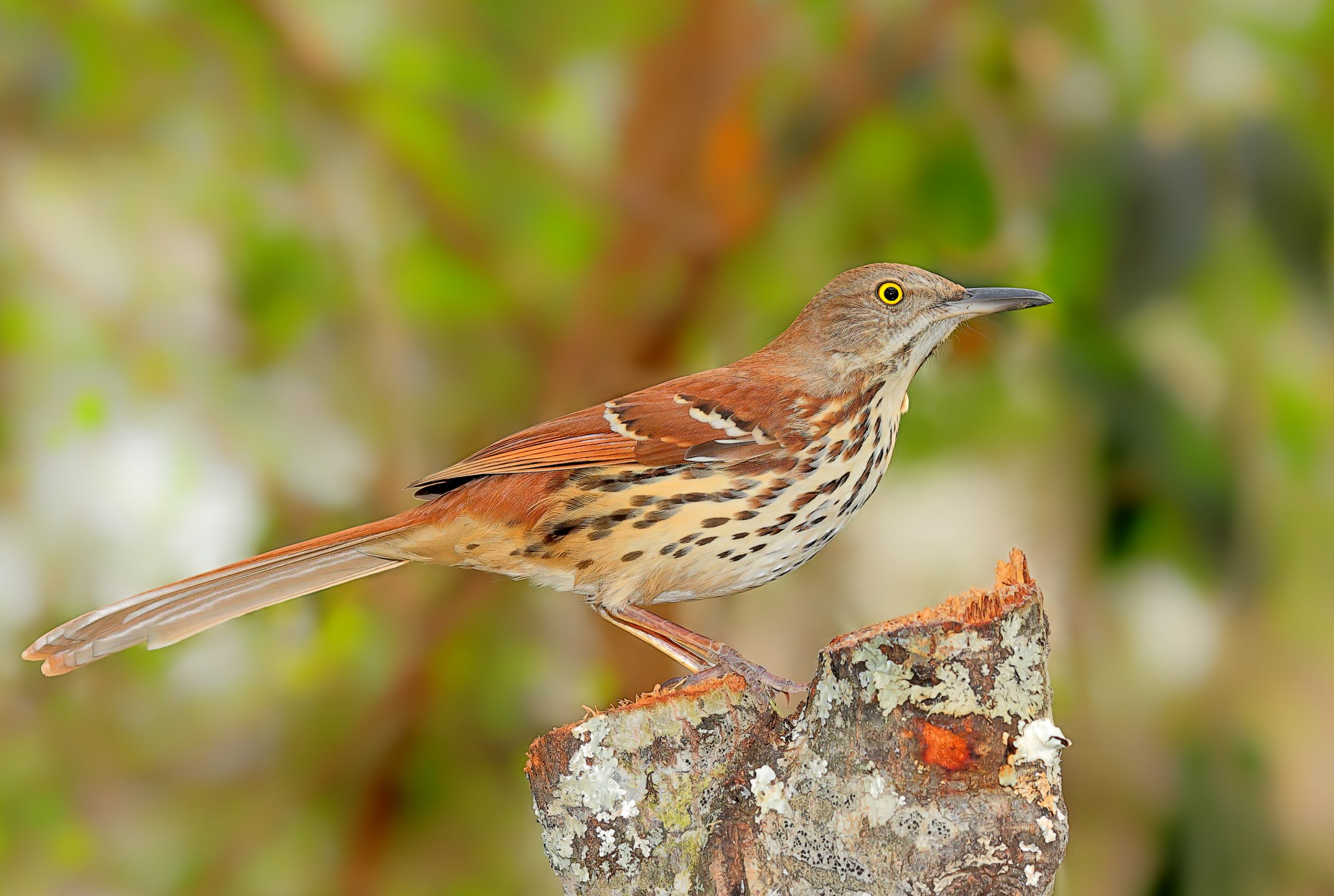 brown thrasher MCK21 Brown Thrasher