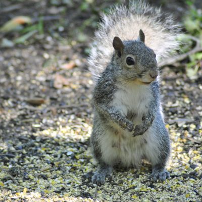 squirrel mom