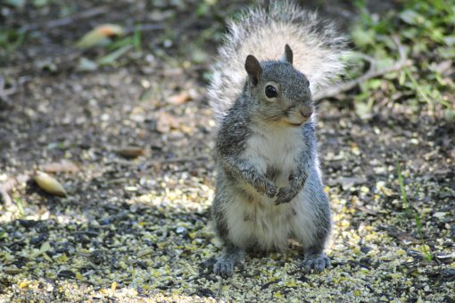 squirrel mom