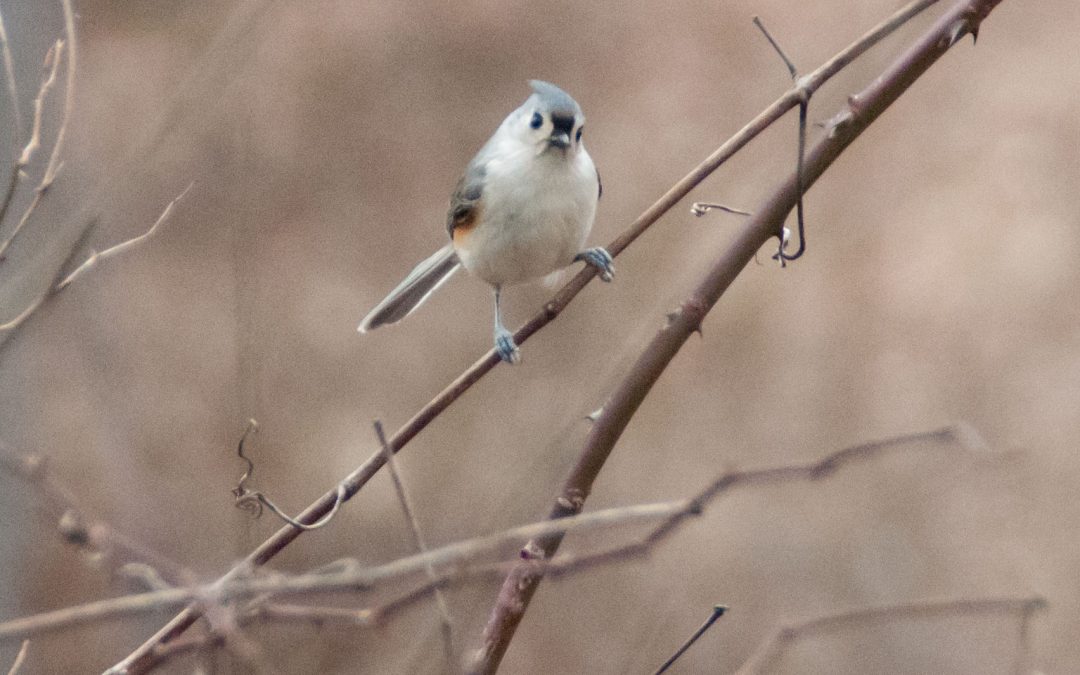 Great Backyard Bird Count and Winter Hike