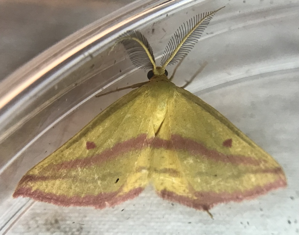 chickweed geometer moth
