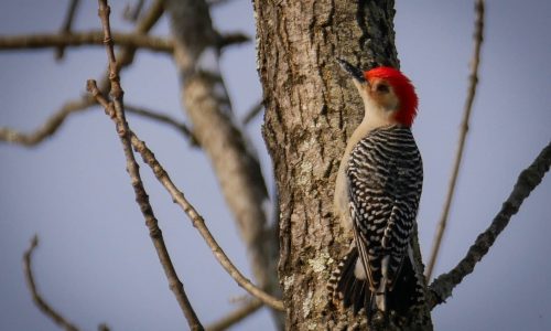 Woodpecker