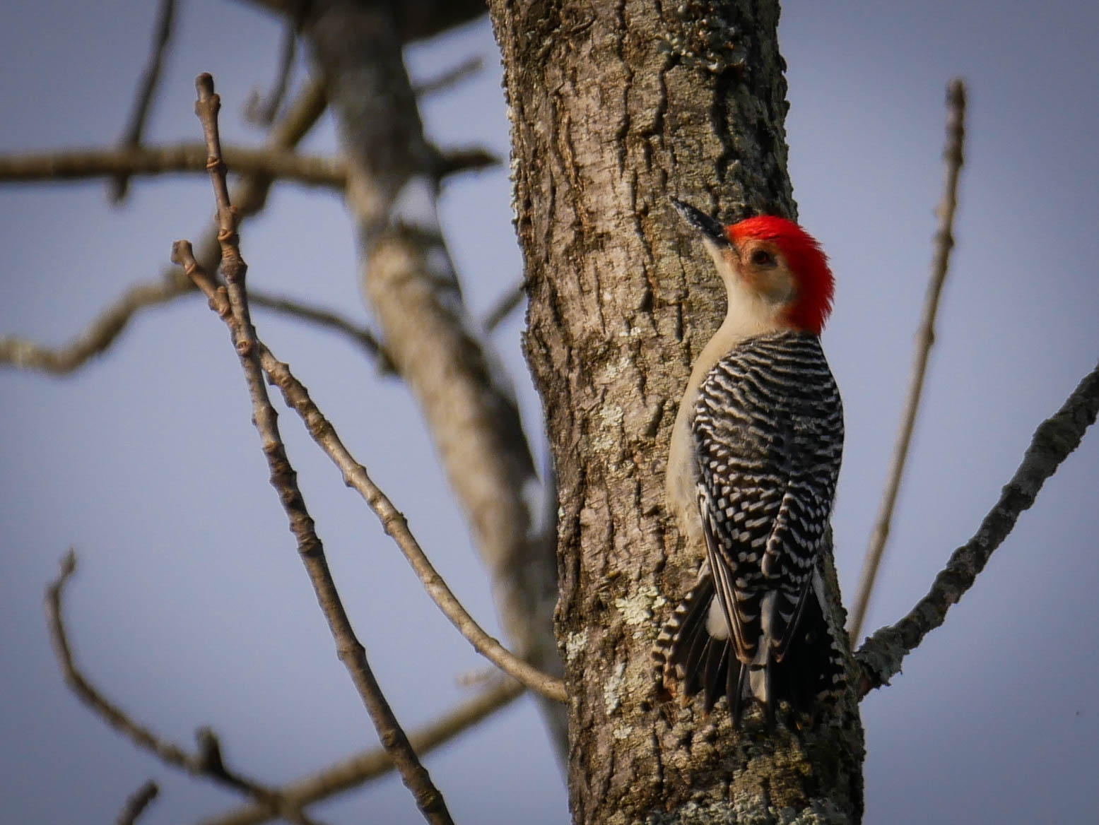 Woodpecker