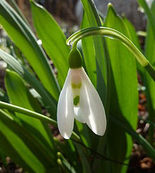 Snow Drop