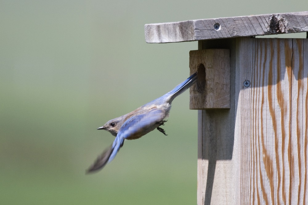 Bluebird Nest Box