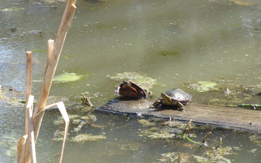 Creek Discovery Walk