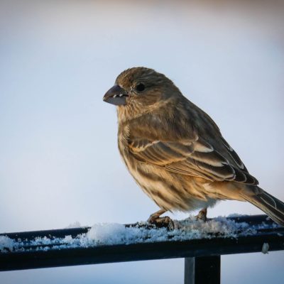 House finch