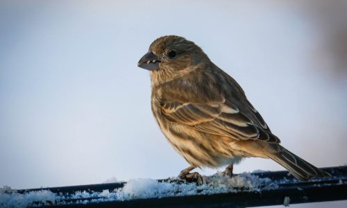 House finch