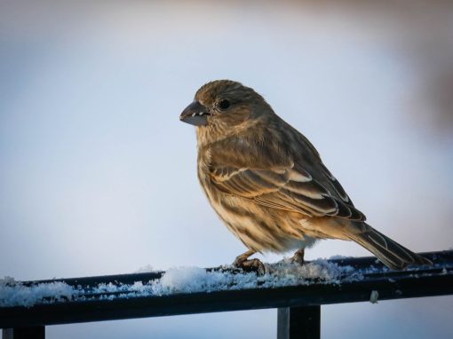 House finch