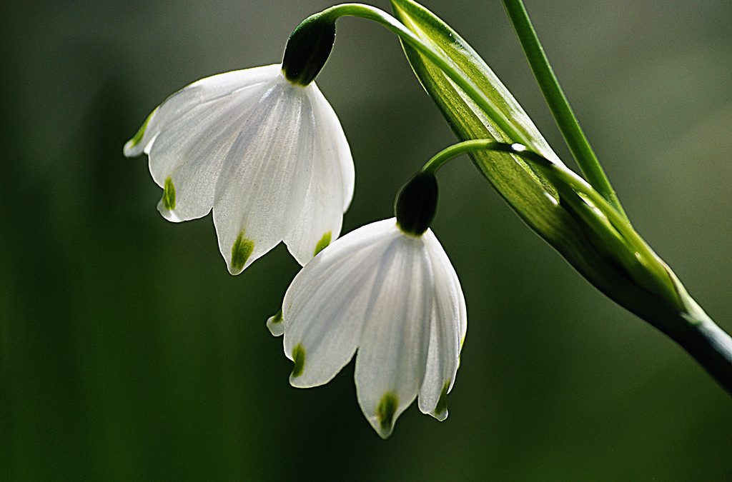 Signs of Spring Walk