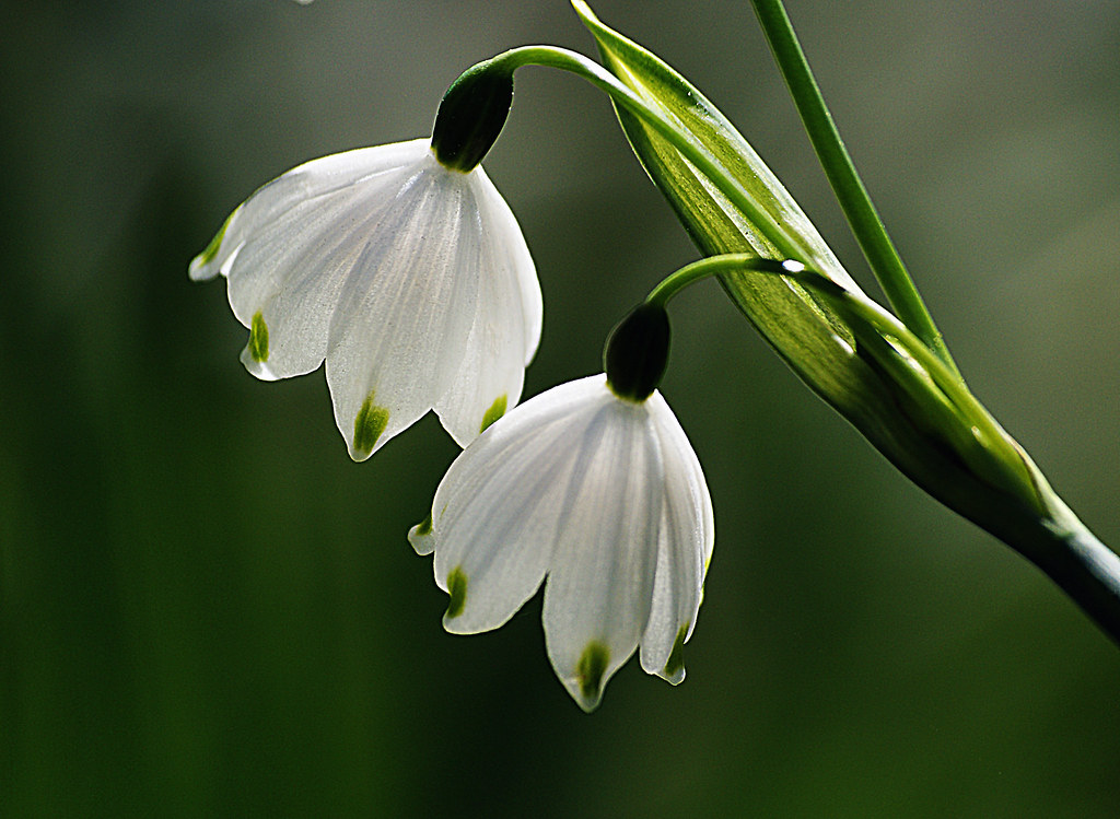 Snowdrops