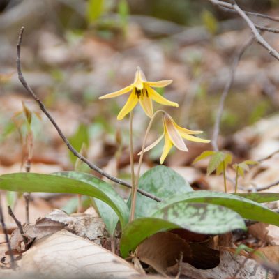 Trout Lily In Bloom