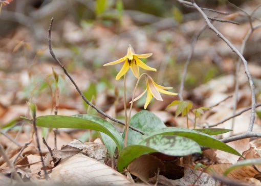 Trout Lily In Bloom