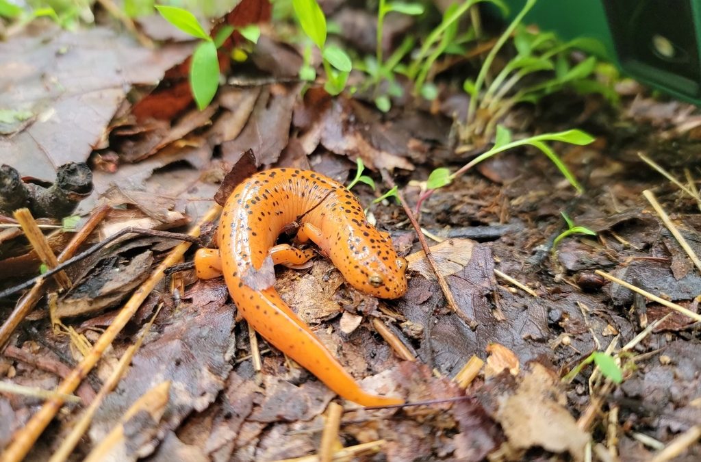 Herp Walk and Talk