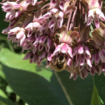 Bee on milkweed