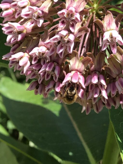 Bee on milkweed