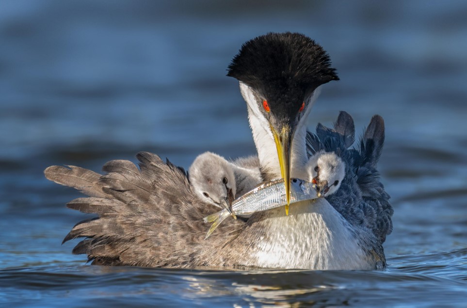 Western Grebes. Photo: Peter Shen/Audubon Photography Awards