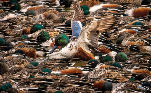 Northern Shoveler. Photo: Steve Jessmore/Audubon Photography Awards