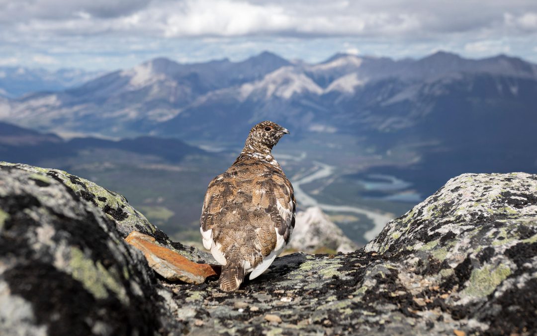 2022 Audubon Photography Awards Exhibit