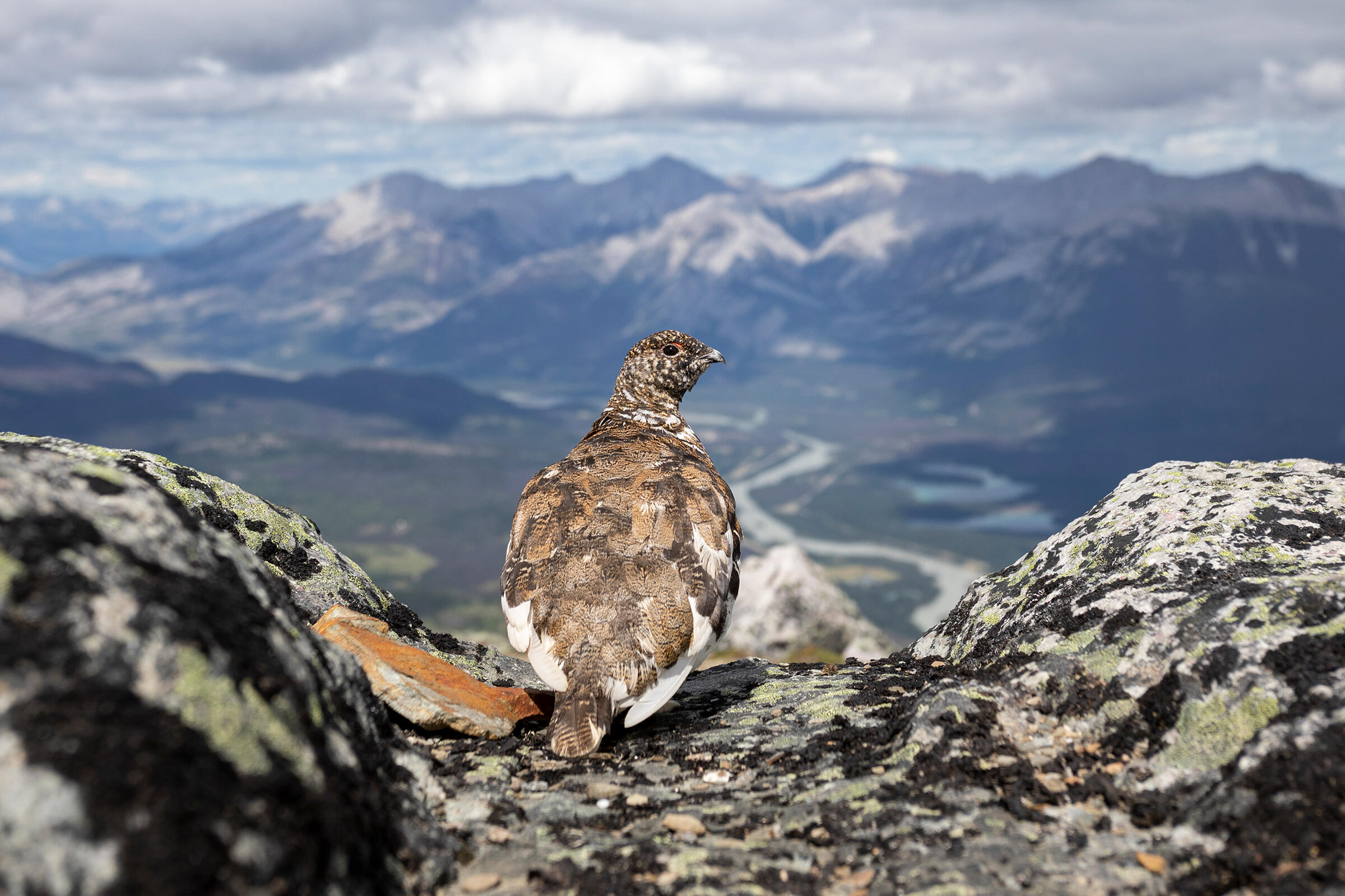 White-tailed Ptarmigan. Photo: Liron Gertsman/Audubon Photography Awards