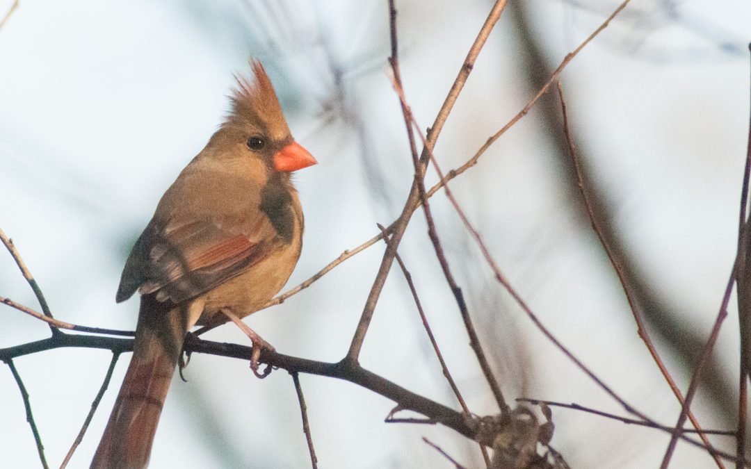 123rd Christmas Bird Count