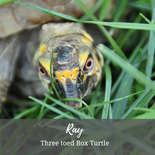 Ray