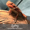 Adopt an Animal - Image 6