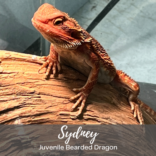 Sydney