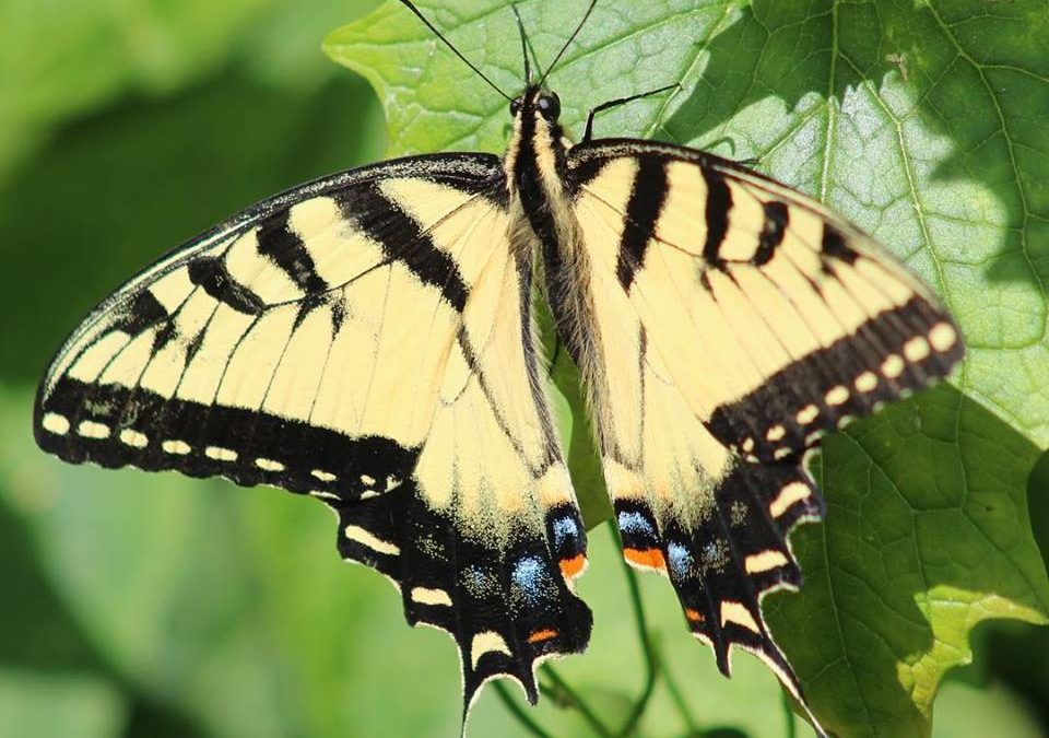 Butterfly Count 2025