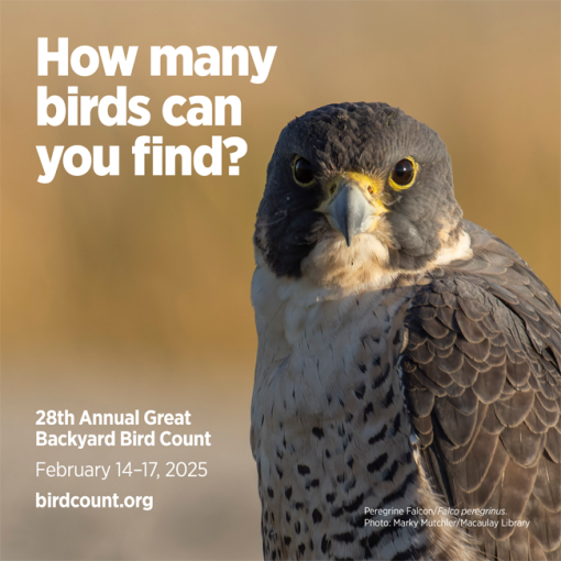 Great Backyard Bird Count and Winter Hike