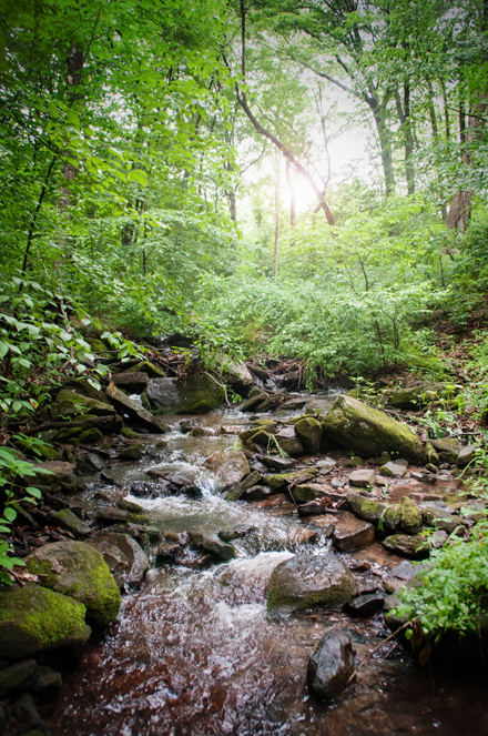 honey_hollow_sponsor