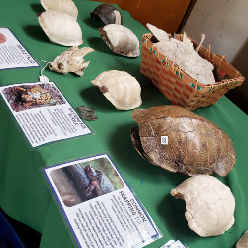 touch table with turtle shells