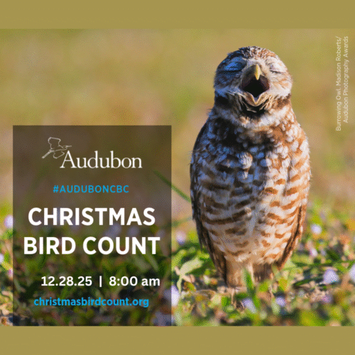 christmas bird count