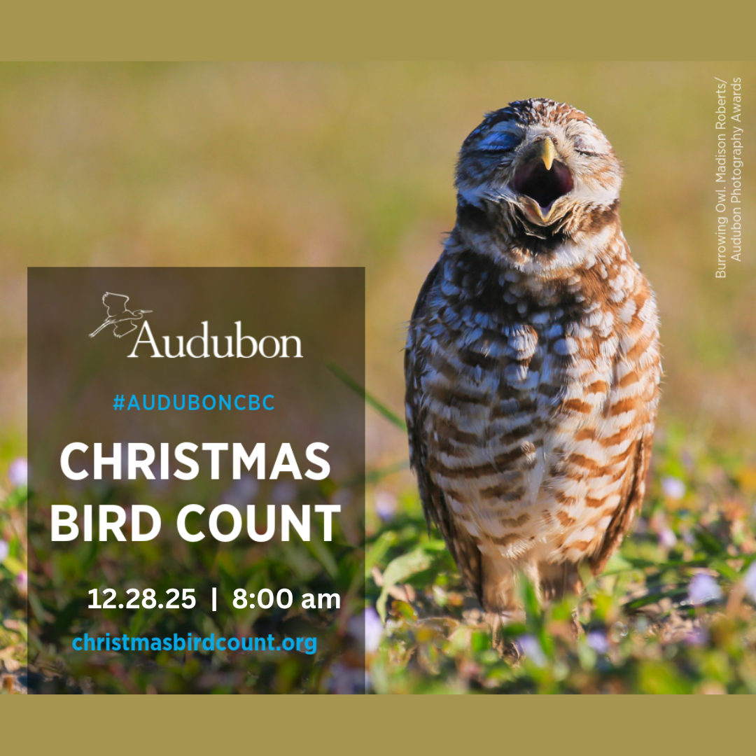 christmas bird count